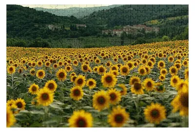 Immagine prodotto di 3000 pezzi, puzzle per adulti a tema girasole