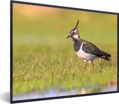 Produktbild von MuchoWow® Gerahmtes Poster Vogel - Gras - Natur - Tiere - Kiebitz 80x60 cm - Poster mit Schwarzem Bilderrahmen Wandposter Rahmen Foto Bilder - Schwarzem - Mit Gestell