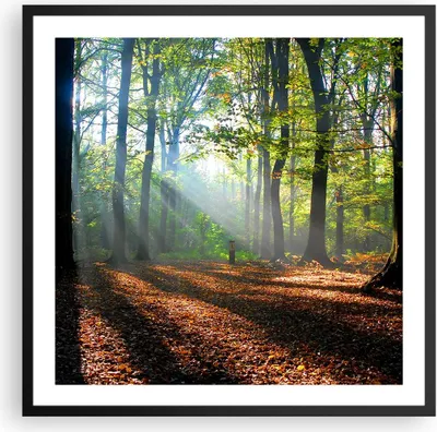Produktbild von Gerahmtes Poster - Schwarzer Rahmen - Wald Blätter Sonne - 60x60 cm - Wand Bild - Wanddeko - Wandbilder - Kunstposter - Wandposter - Bilderrahmen - Bilder - Kunstdruck - Wandbild - P2BAC60x60-0136