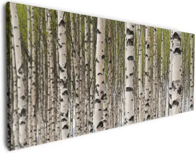 Produktbild von Wallario Premium Leinwandbild Birkenwald - Baumstämme in schwarz weiß in Größe 50 x 125 cm