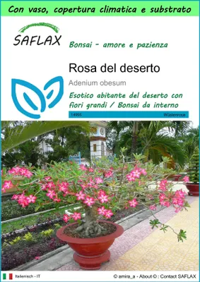 Immagine prodotto di SAFLAX Garden to go - Rosa del deserto - 8 semi - Adenium