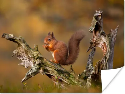 Produktbild von MuchoWow® Poster Eichhörnchen - Baumstamm - Wald 160x120 cm - Foto Plakat