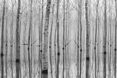 Produktbild von Sanders & Sanders Fototapete Bäume Grau 375 x 270 cm
