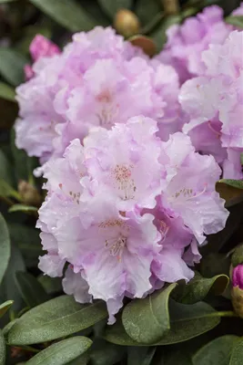 Produktbild von Rhododendron yakushimanum 'Silberwolke', weiß, 40–50 cm