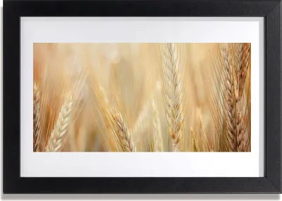 Produktbild von Bild 30x20 MDF-Rahmen Wandkunst Weizenpflanze Natur
