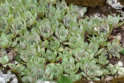 Produktbild von Sempervivum tectorum var. glaucum, Hauswurz, ca. 9x9 cm Topf