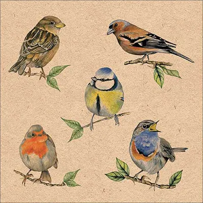 Produktbild von Servietten Papier 33x33cm 3-lagig mit Singvögel Motiv 20 Stück