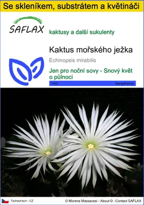 Obrázek produktu pro SAFLAX Kultivační sada - kaktus mořského ježka - Echinopsis mirabilis - 40 Semena - S mini skleníkem, pěstebním substrátem a 2 květináči
