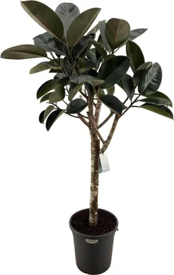 Immagine prodotto di Ficus elastica Burgundy – Ficus elastico da appartamento 180 cm – Pianta di grandi dimensioni con foglie rosso scuro