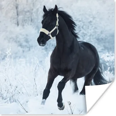 Produktbild von MuchoWow® Poster Pferd - Schnee - Wald 75x75 cm - Wand Dekoration