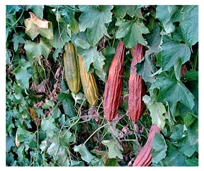 Produktbild von Ziergurkensamen Luffa cylindrica