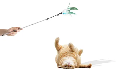 Produktbild von Katzenwedel mit Federkopf · animierendes Katzenspielzeug · 74 cm · grün-schwarz