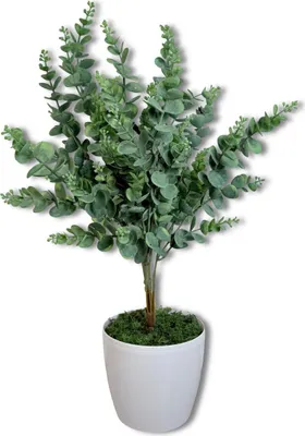 Immagine prodotto di Pianta in vaso - Eucalipto 58 cm