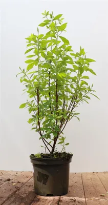 Produktbild von Clethra alnifolia 'Pink Spire', Scheineller, rosa Blüten, 40–60 cm