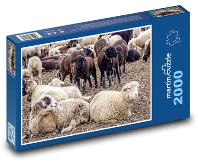 Zdjęcie produktu dla Puzzle 2000 Stado owiec na łące - martinpuzzle