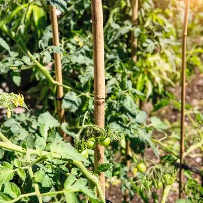 Obrázek produktu pro Bambusová tyč k rostlinám FloraSelf Tonkin 20/22 mm 240 cm