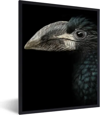 Produktbild von MuchoWow® Gerahmtes Poster Vogel - Porträt - Hornvogel - Schwarz - Tiere 60x80 cm - Poster mit Schwarzem Bilderrahmen Wandposter Rahmen Foto Bilder - Premium - Wanddeko Wohnzimmer