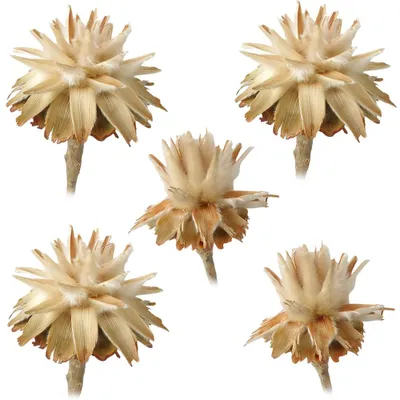 Image de Plume duveteuse Plumosum 1 tête Fleurs séchées Décoration naturelle claire nature 5pcs