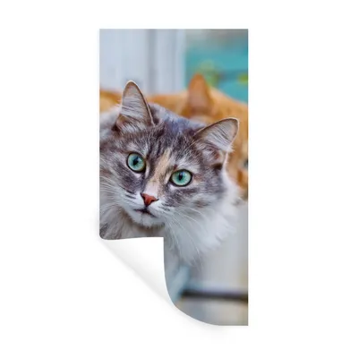 Produktbild von MuchoWow® Wandtattoo Wandsticker Wandaufkleber Katze - Fenster - Katzen 80x160 cm Selbstklebend und Repositionierbar - Sticker - Dekorfolie