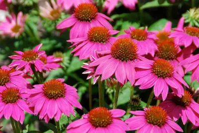 Produktbild von Stauden Gänge 10 x Echinacea purpurea ‚PowWow Wild Berry' - Pinker Purpursonnenhut Scheinsonnenhut - sehr Insekten- und Bienenfreundlich