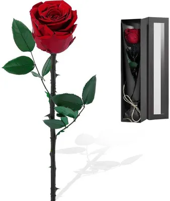 Immagine prodotto di Rosa Azomor a fioritura continua in una lussuosa confezione regalo per occasioni speciali