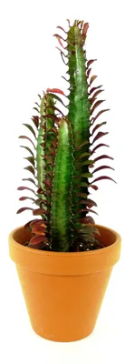Obrázek produktu pro Gardners Euphorbia Trigona rubra, průměr 12 cm