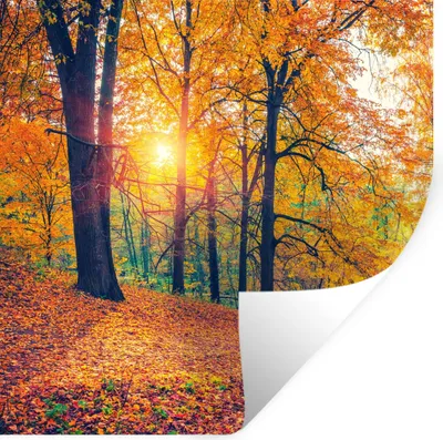 Produktbild von MuchoWow® Wandtattoo Wandsticker Wandaufkleber Bäume - Herbst - Wald - Herbstliche Blätter 80x80 cm Selbstklebend und Repositionierbar - Wierderverwendbar - Selbstklebend