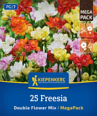 Produktbild von Kiepenkerl Freesien Megapack Gefüllt Mix 25 Pflanzen