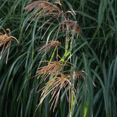 Image de 6 x roseau de Chine  - Miscanthus sinensis « China »  | Pot 9 cm x 9 cm