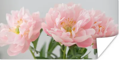 Produktbild von MuchoWow® Poster Blumenstrauß aus rosa Pfingstrosen 150x75 cm - ohne Rahmen