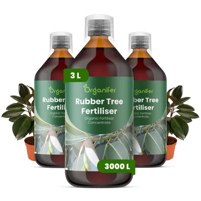 Produktbild von Gummibäume Flüssigdünger 3x1L – 2-1-8 NPK – Flüssig-Pflanzendünger für Gummibäume – Fördert glänzende Blätter & kräftige Pflanzenstruktur – Organifer