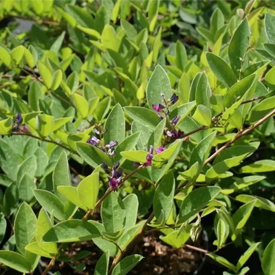 Produktbild von Lespedeza buergeri - Buschklee 60-80