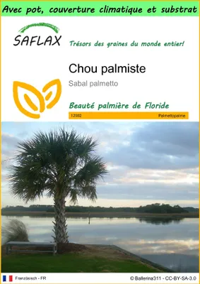 Image de SAFLAX Garden to go - Chou palmiste - 8 graines - Sabal