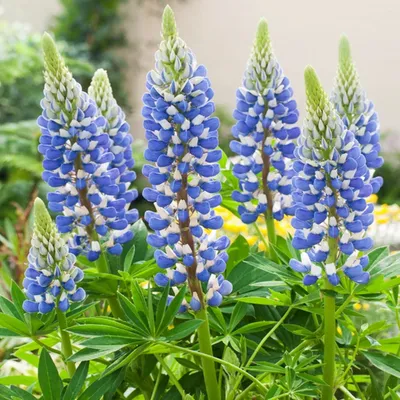 Image de Lupinus Lupin ornemental The Governor 1 pièce plants plant rhizome résistant