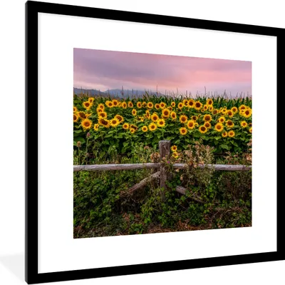 Produktbild von MuchoWow® Gerahmtes Poster Sonnenblume - Blumen - Pflanzen 40x40 cm - Poster mit Schwarzem Bilderrahmen Wandposter Rahmen Foto Bilder - Poster - Plakat im Rahmen
