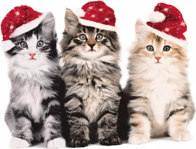 Produktbild von 20 Servietten Xmas Cats - Katzen in Weihnachtslaune 33x33cm