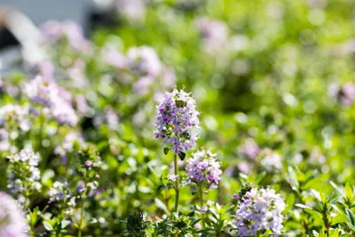 Produktbild von Thymus longicaulis 'Odoratus', Thymian, aromatisch, ca. 9x9 cm Topf