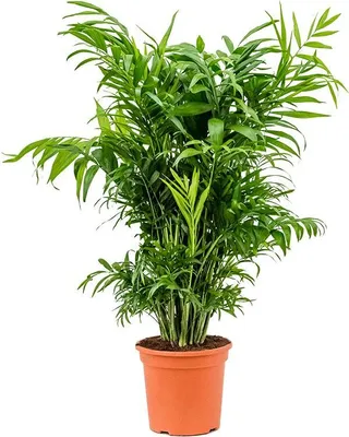 Obrázok produktu pre Gardners Chamaedorea elegans, priemer 21 cm