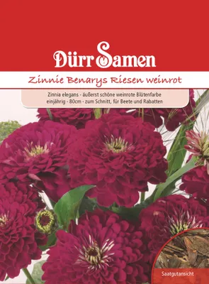 Produktbild von Dürr-Samen - Zinnien Benarys Riesen weinrot einjährig 80 cm - Saatgut - 1988