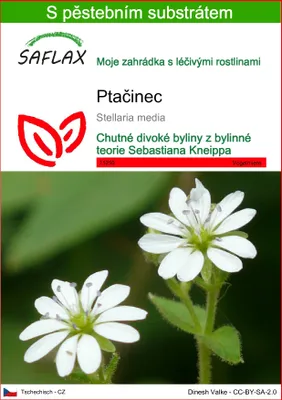 Obrázek produktu pro SAFLAX - Ptačinec - Stellaria media - 1000 Semena - S pěstebním substrátem bez klíčků