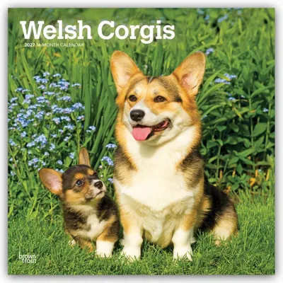 Produktbild von Welsh Corgis - Welsh Corgi 2027 - 16-Monatskalender
