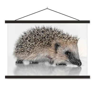 Produktbild von MuchoWow® Textilposter Igel auf weißem Hintergrund 150x100 cm mit schwarzem Rahmen - Schlafzimmer