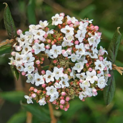 Produktbild von Osterschneeball  - Viburnum burkwoodii 'Anne Russell'  | 50-60 cm im Container