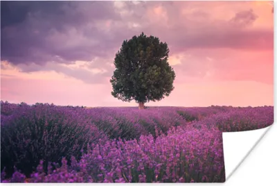 Produktbild von MuchoWow® Poster Lavendel - Lila Blumen - Baum - Natur 180x120 cm - Fotoplakat