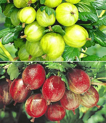 Produktbild von BALDUR Garten 2er Stachelbeer-Sträucher-Set, Pflanzen im 2 Liter-Topf, Ribes 'Gelbe Invicta®' und 'Rote Spinefree®', winterhart, Ribes uva crispa, reiche Ernte an essbaren Früchten