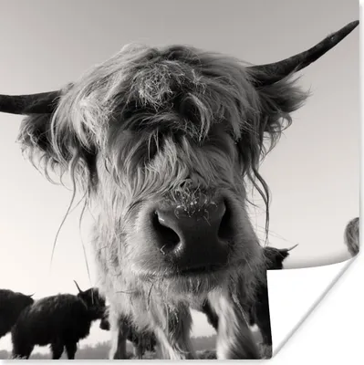 Produktbild von MuchoWow® Poster Schottischer Highlander - Schwarz - Weiß - Tiere 50x50 cm - Wohnzimmerdekoration