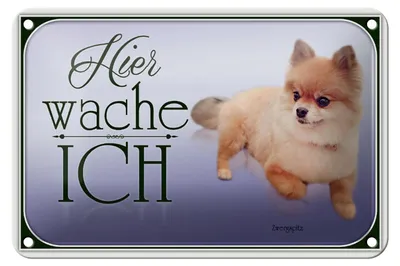 Produktbild von Blechschild Hund 18x12cm Zwergspitz hier wache ich