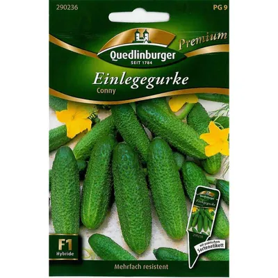 Produktbild von Einlegegurke Conny | Einlegegurkensamen von Quedlinburger