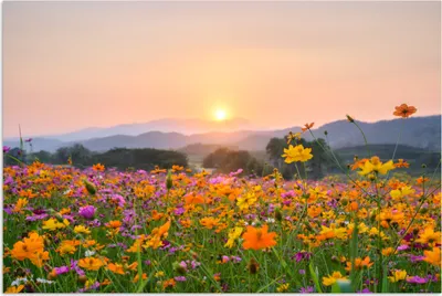 Produktbild von MuchoWow® Poster Blumen - Sonnenuntergang - Berg 90x60 cm - Schlafzimmer