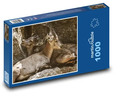 Zdjęcie produktu dla martinpuzzle - Puzzle 1000 - Młode kozorożce - zwierzęta, zoo